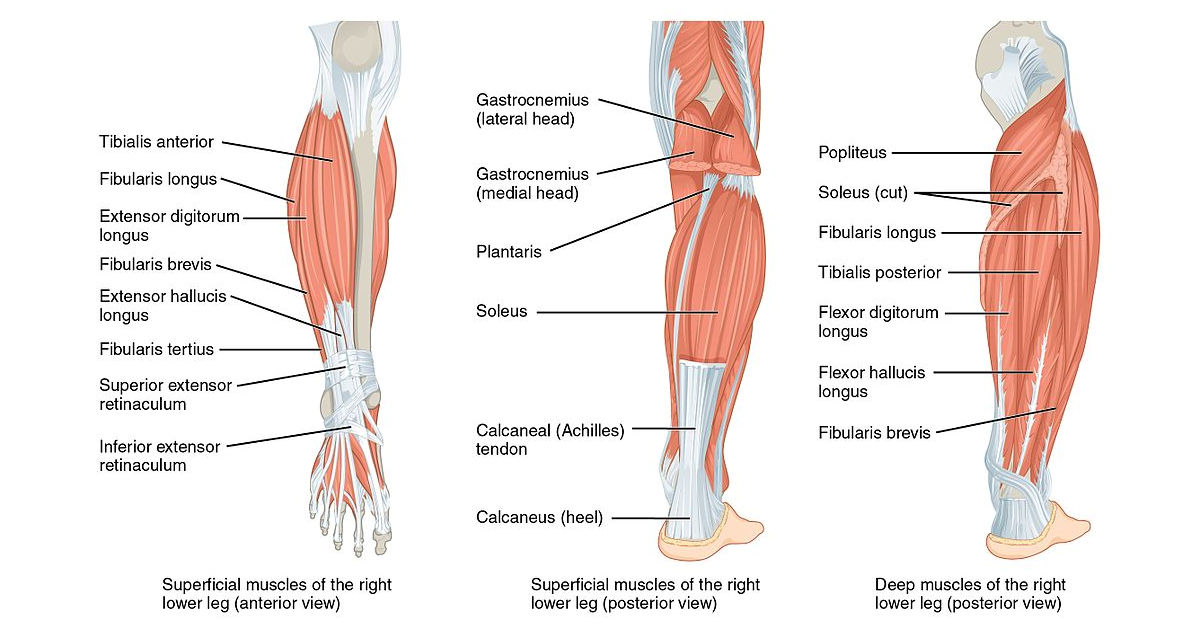 Muscles and bones of the lower human leg