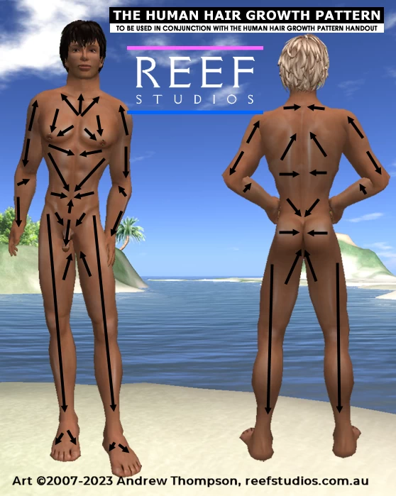 Human Hair Growth Patterns | Reef Studios